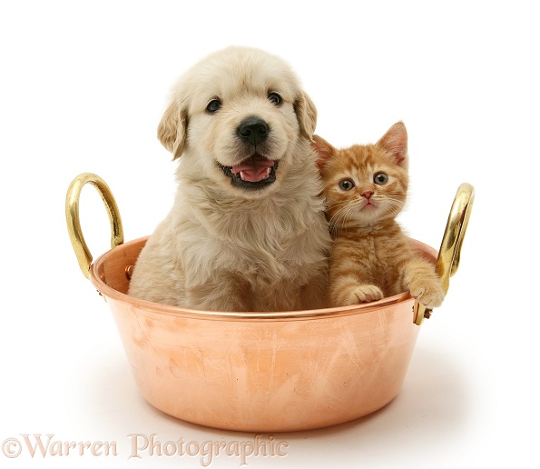 Golden Retriever pup and ginger kitten in a copper pan, white background
