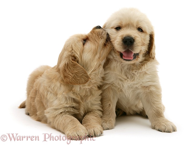 Golden Retriever pups 'kissing', white background