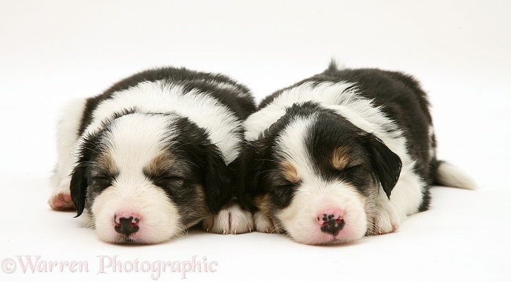 Tricolour Border Collie pups, 5 weeks old, asleep, white background