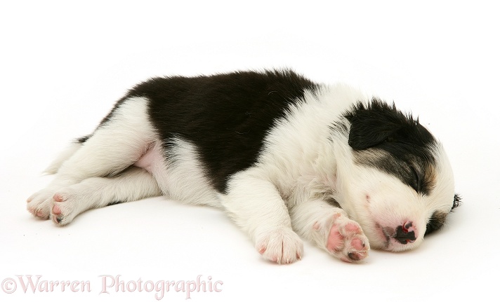 Tricolour Border Collie pup, 5 weeks old, asleep, white background