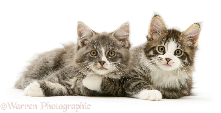 Maine Coon kittens, 8 weeks old, white background