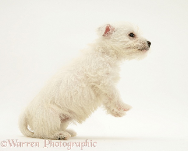 Westie pup, white background