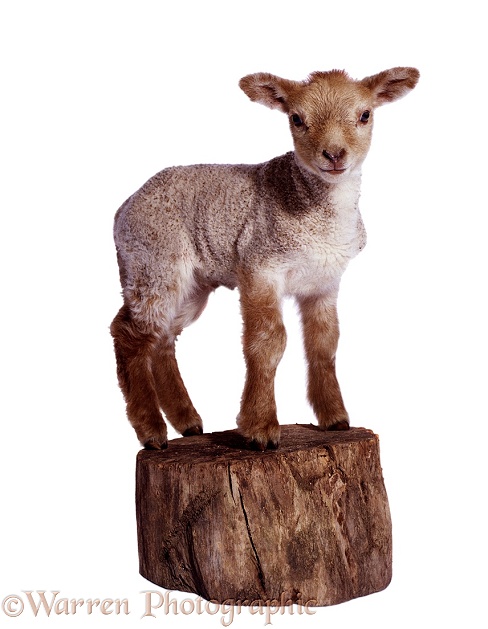 Lamb, white background