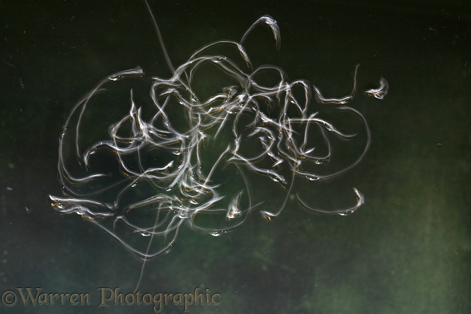 Whirligig Beetle (Gyrinus species) group on the surface of a pond.  Two second exposure to show pattern of movement
