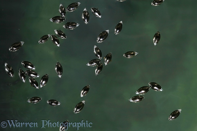 Whirligig Beetle (Gyrinus species) group on the surface of a pond