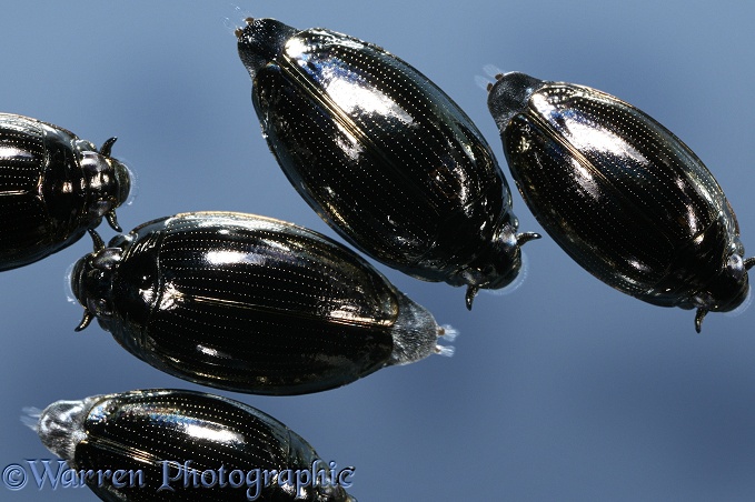 Whirligig Beetle (Gyrinus species) group on water surface