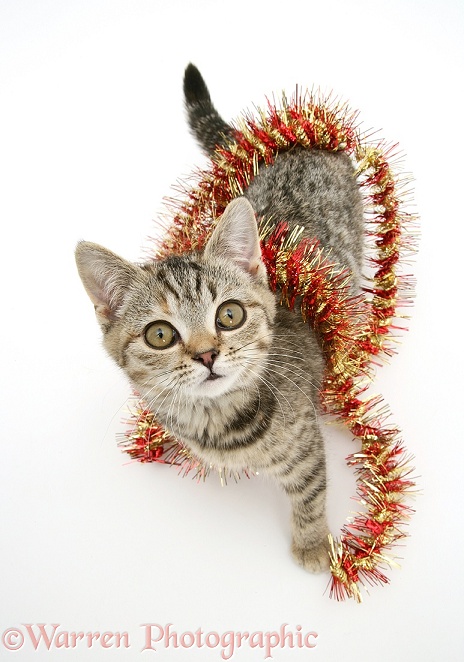 Tabby kitten with tinsel, white background