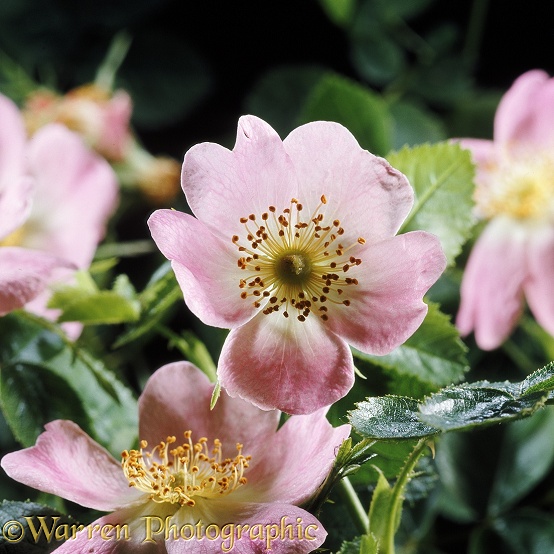 Sweet Briar (Rosa rubiginosa)