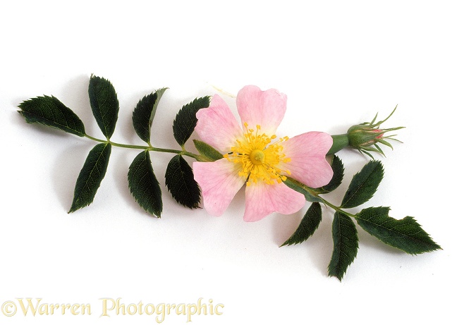 Rose flower, white background