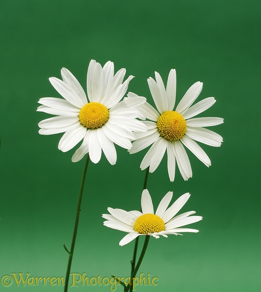 Ox-eye Daisies on green background