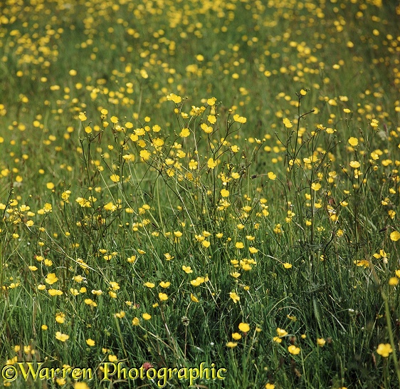 Meadow Buttercups (Ranunculus acris)