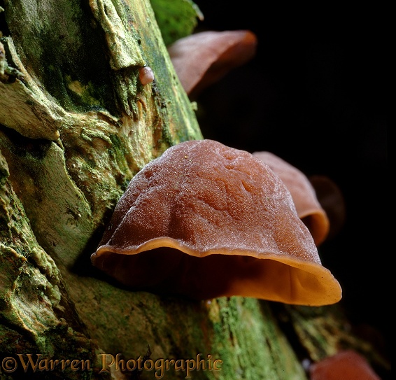 Jew's Ear fungus (Auricularia auricula-judae) on an Elder trunk