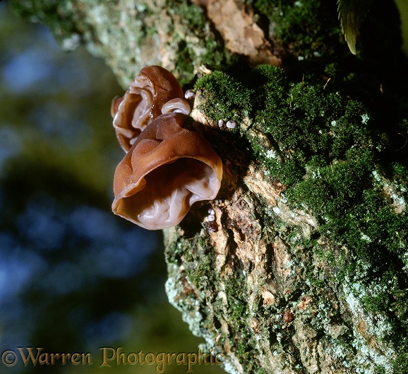 Jew's Ear fungus (Auricularia auricula-judae) on an Elder trunk