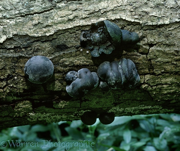 Cramp Ball or King Alfred's Cakes fungus (Daldinia concentrica) on a fallen Ash bough