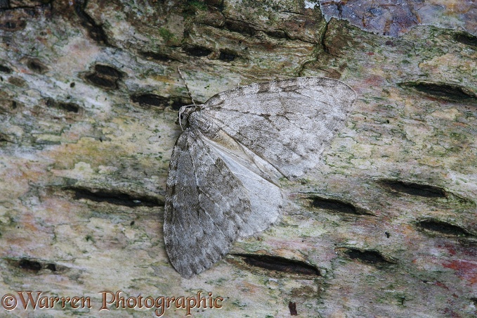 November Moth (Epirrita dilutata) resting on birch bark
