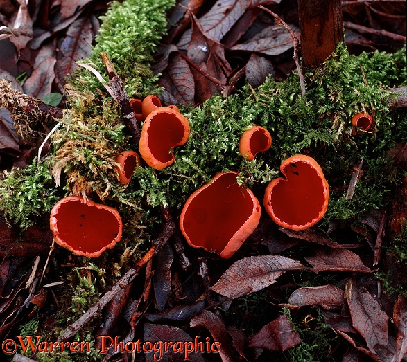Scarlet Elf Cup fungus (Sarcoscypha coccinea)