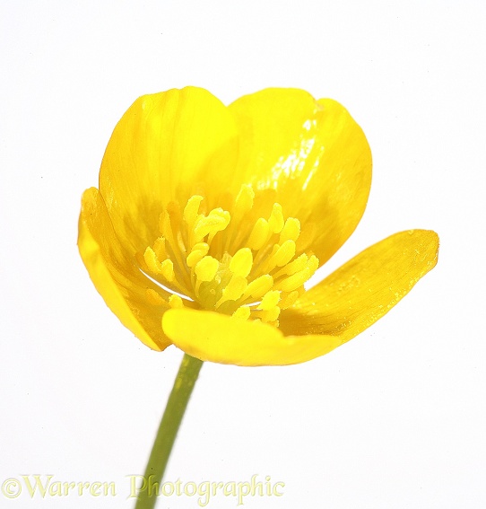Creeping Buttercup (Ranunculus repens), white background
