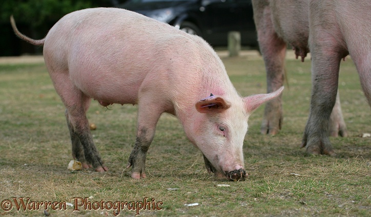 Piglet with rings in its nose.  New Forest, England