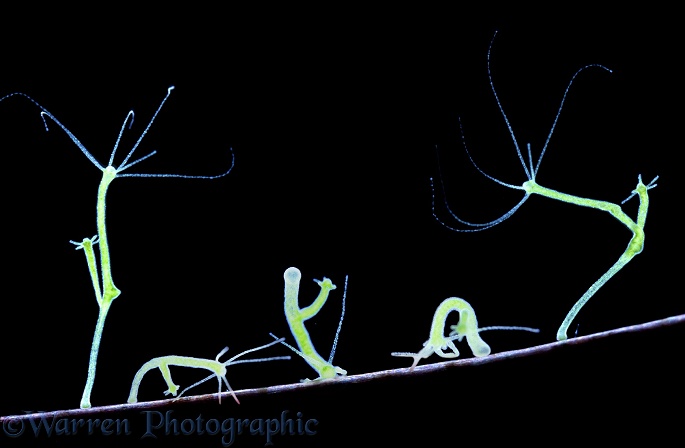 Green Hydra (Hydra viridis) walking.  Composite showing five stages