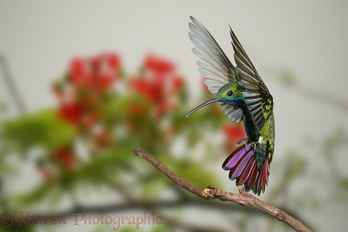 Black-throated Mango Hummingbird (Anthracothorax nigricollis) alighting.  Central & South America
