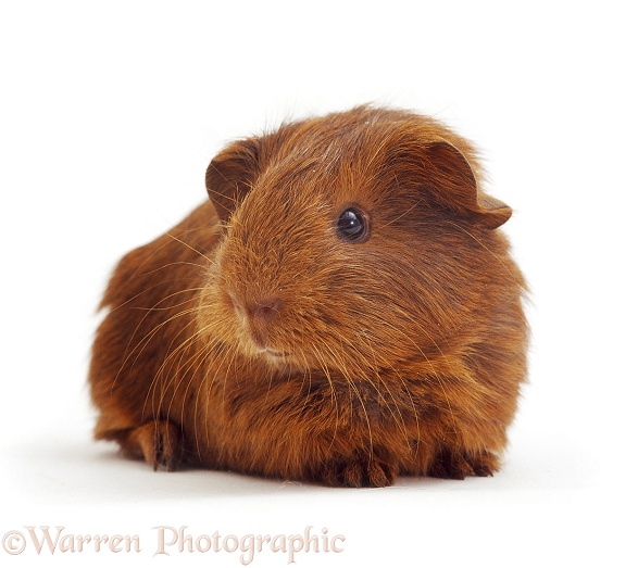 Red Guinea piglet, 2 weeks old, white background