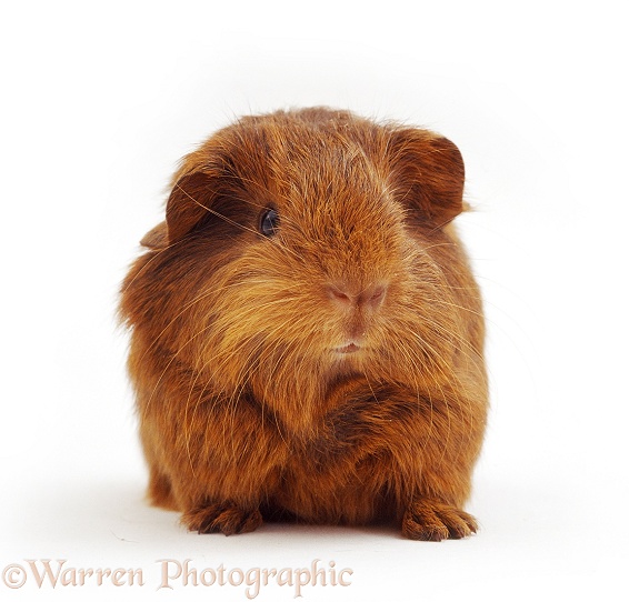 Red Guinea piglet, 2 weeks old, white background