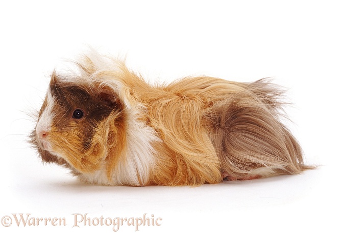 Young Abyssinian rosette Guinea pig, white background