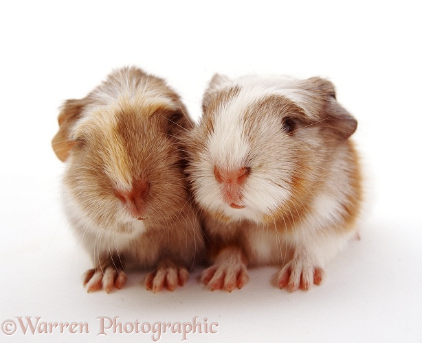 Guinea piglets, 1 day old, white background