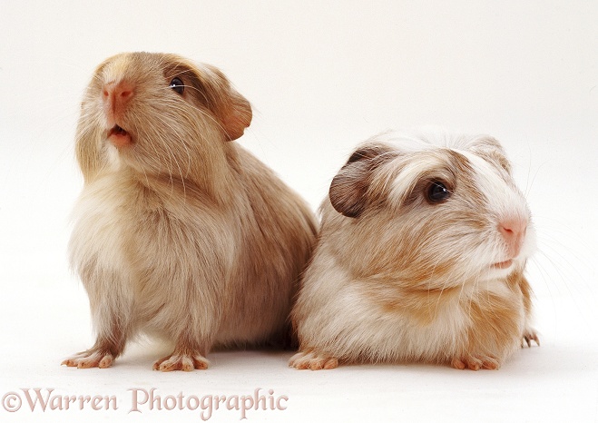 Guinea pigs, white background