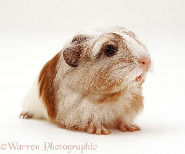 Guinea pig, white background