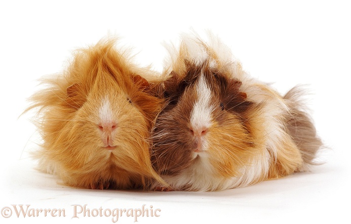 Two young Abyssinian rosette Guinea pigs, white background