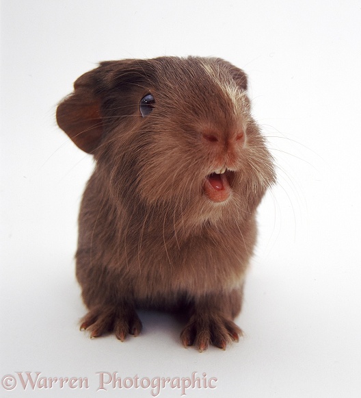 Guinea pig squeaking, white background