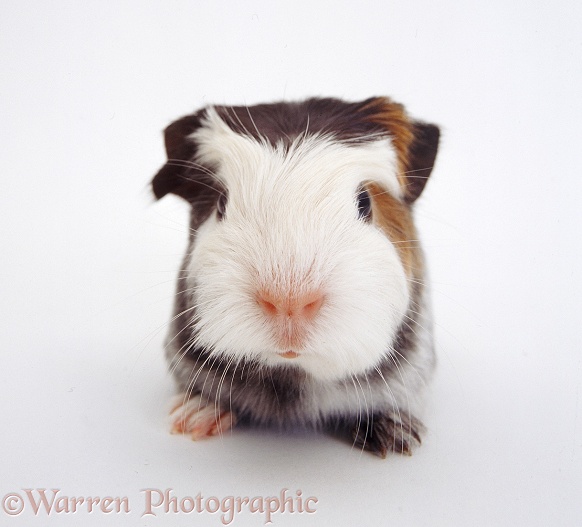 Guinea pig, white background