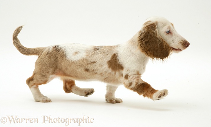 Chocolate dapple Miniature Dachshund pup trotting across, white background