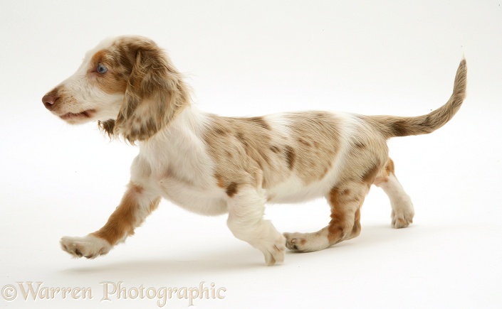 Chocolate dapple Miniature Dachshund pup trotting across, white background