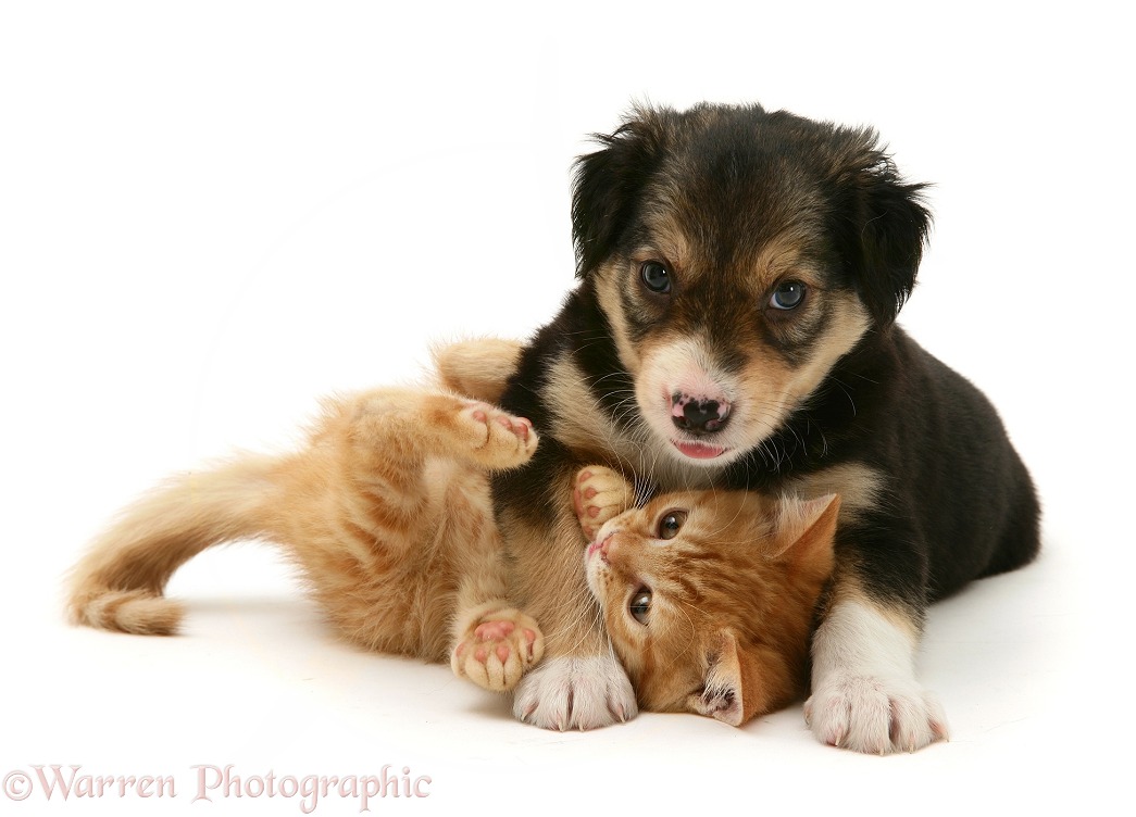 Tricolour Border Collie pup with British Shorthair red tabby kitten, white background
