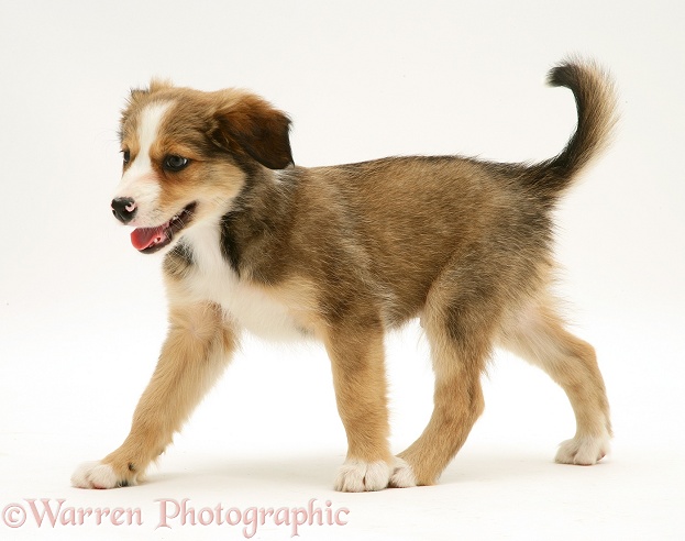 Sable Border Collie pup walking across, white background