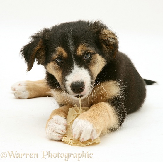 Tricolour Border Collie pup with a rawhide shoe chew, white background