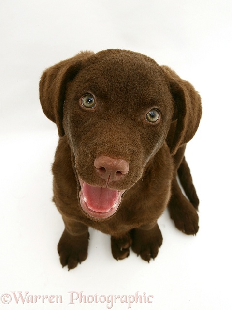 Chesapeake Bay Retriever dog pup, Teague, 9 weeks old, white background