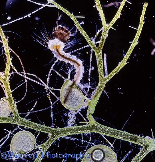 Greater Bladderwort (Utricularia major) bladder with trapped mosquito larva, held by its breathing siphon