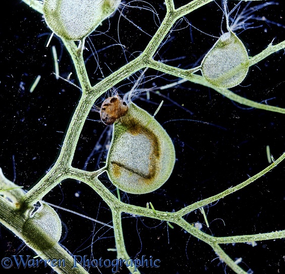 Greater Bladderwort (Utricularia major) bladder with trapped mosquito larva, showing head still protruding from the mouth of the bladder