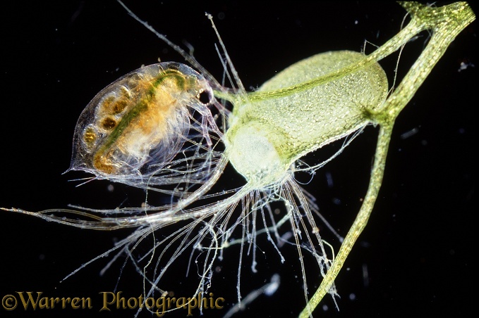 Lesser Bladderwort (Utricularia minor) bladder with Daphnia, trapped by its antenna