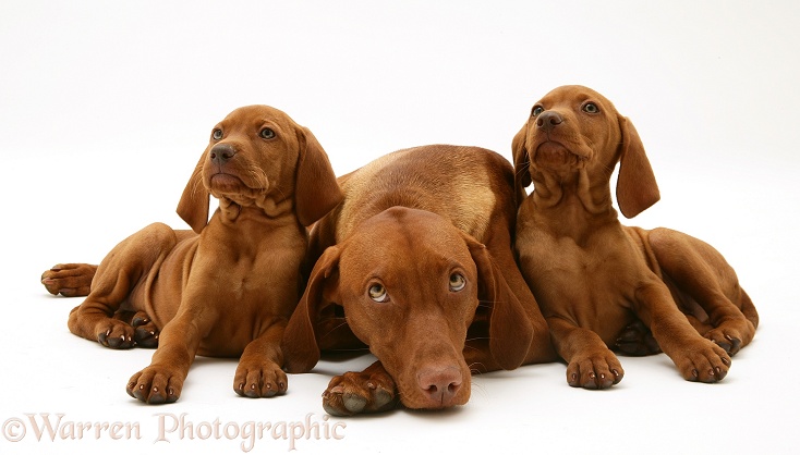 Hungarian Vizsla bitch with two pups, white background