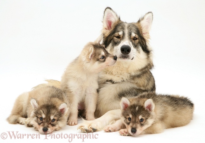 Utonagan bitch with three puppies, white background