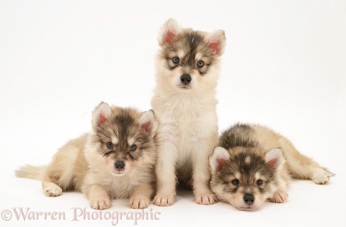 Utonagan puppies, white background