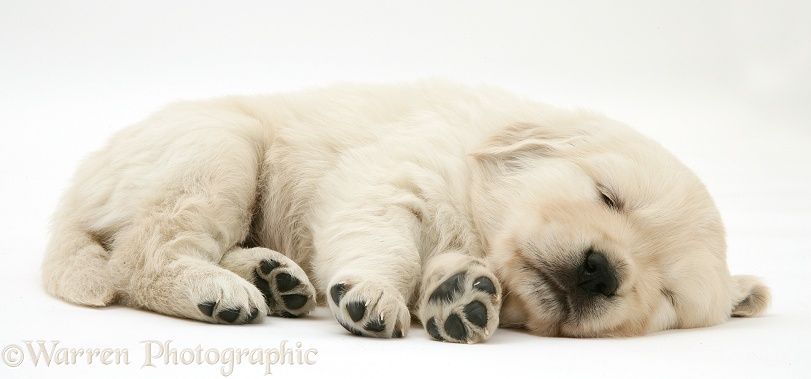 Sleepy Golden Retriever pup, 6 weeks old, white background