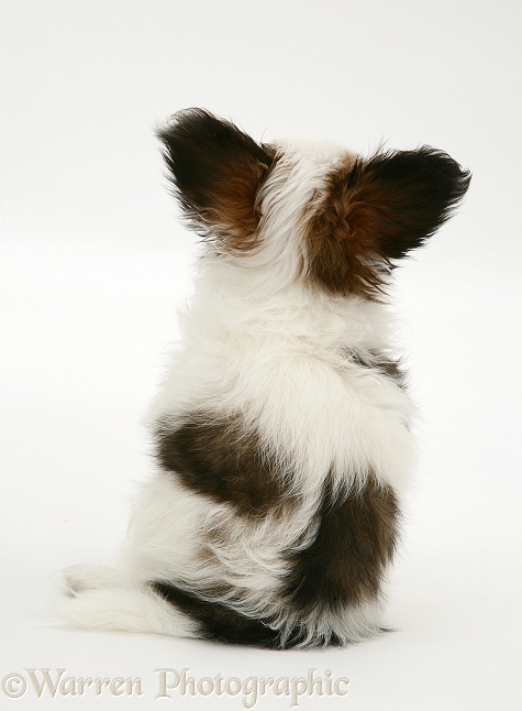 Papillon pup sitting, back view, white background