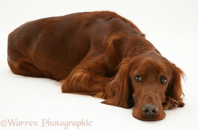Red Setter bitch, lying down, chin on floor, white background