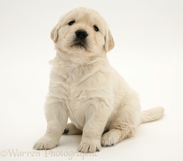 Golden Retriever pup, 4 weeks old, sitting, white background