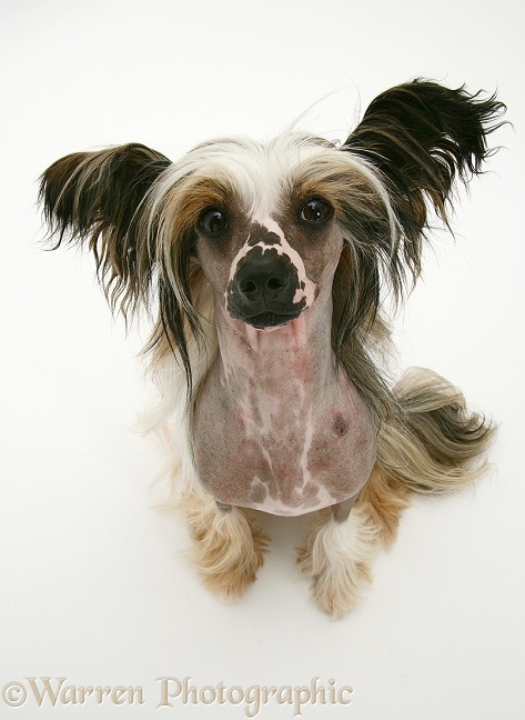 Chinese crested dog sitting, looking up, white background